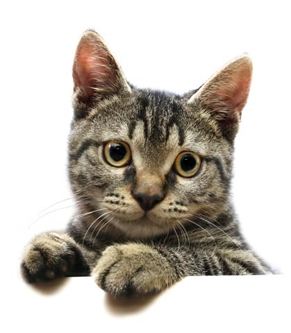 Microchipping Cats and Dogs